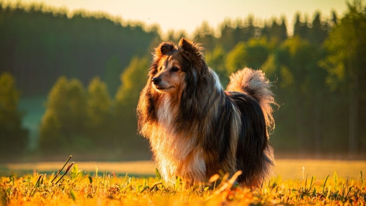 Shetland Sheepdogs: 6 Things Only a Few Owners Usually Know 6 Shetland Sheepdogs: 6 Things Only a Few Owners Usually Know - shetland sheepdog standing grass ss2334215855