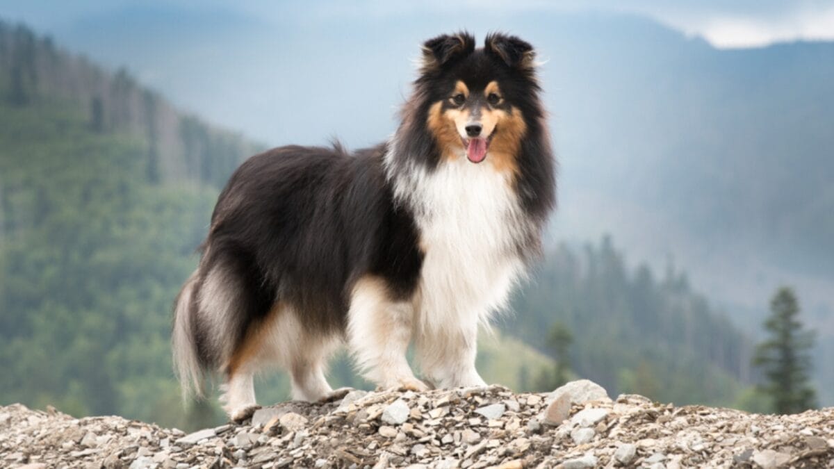20 Dog Breeds Known for Their Unmatched Obedience - shetland sheepdog standing on mountain ss2020535240
