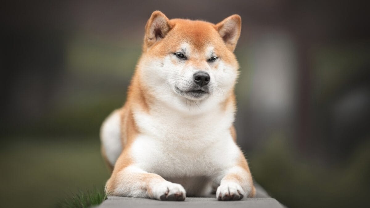 7 Shiba Inu Dog Facts to Know—Including How to Handle the Legendary "Shiba Scream" - shiba inu aloof ss2354138971