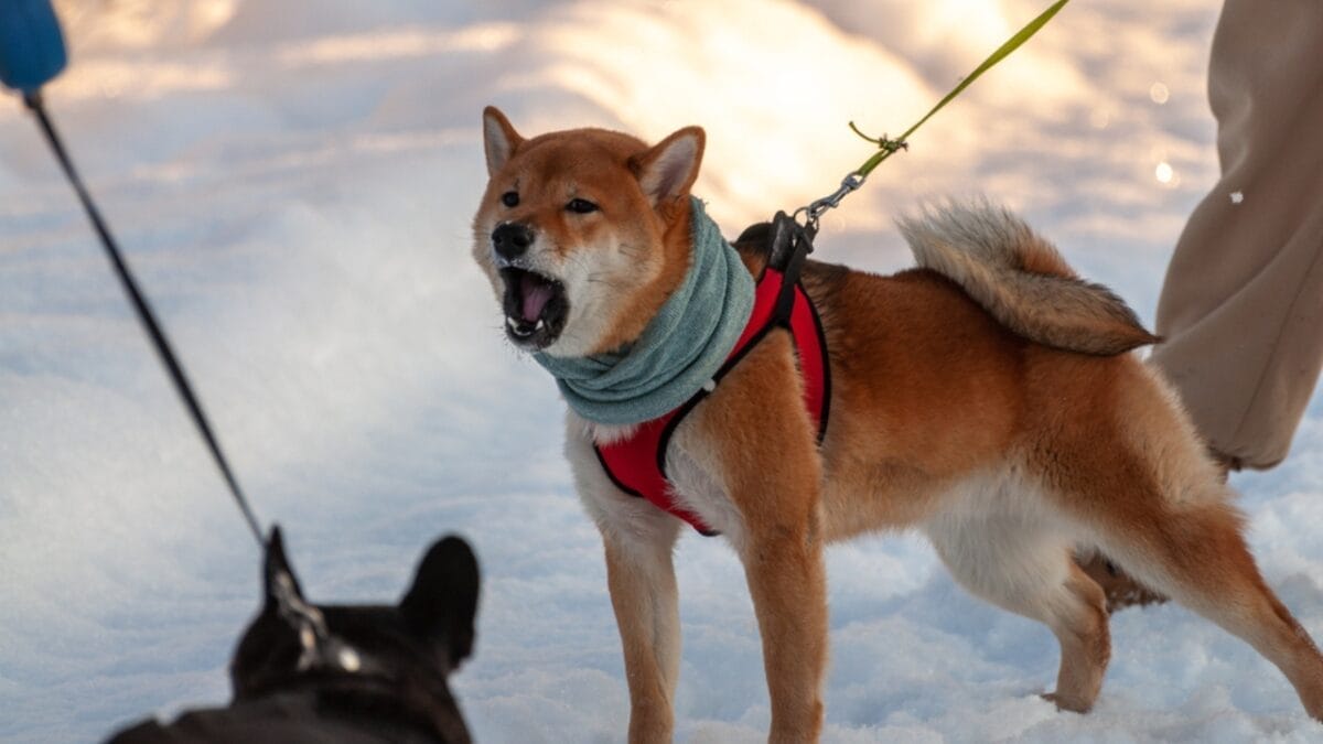 7 Shiba Inu Dog Facts to Know—Including How to Handle the Legendary "Shiba Scream" - shiba inu barking ss1914735886