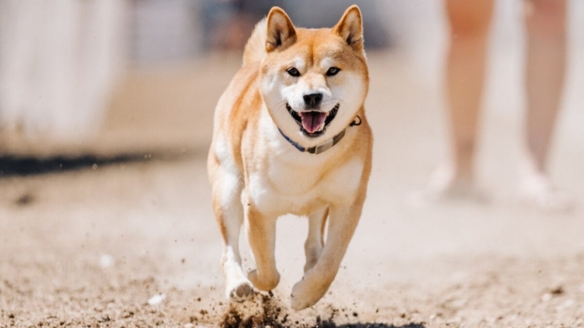7 Shiba Inu Dog Facts to Know—Including How to Handle the Legendary "Shiba Scream" - shiba inu energy ss2380005603