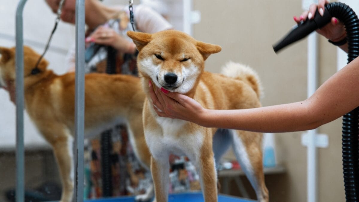 7 Shiba Inu Dog Facts to Know—Including How to Handle the Legendary "Shiba Scream" - shiba inu grooming ss1809575722