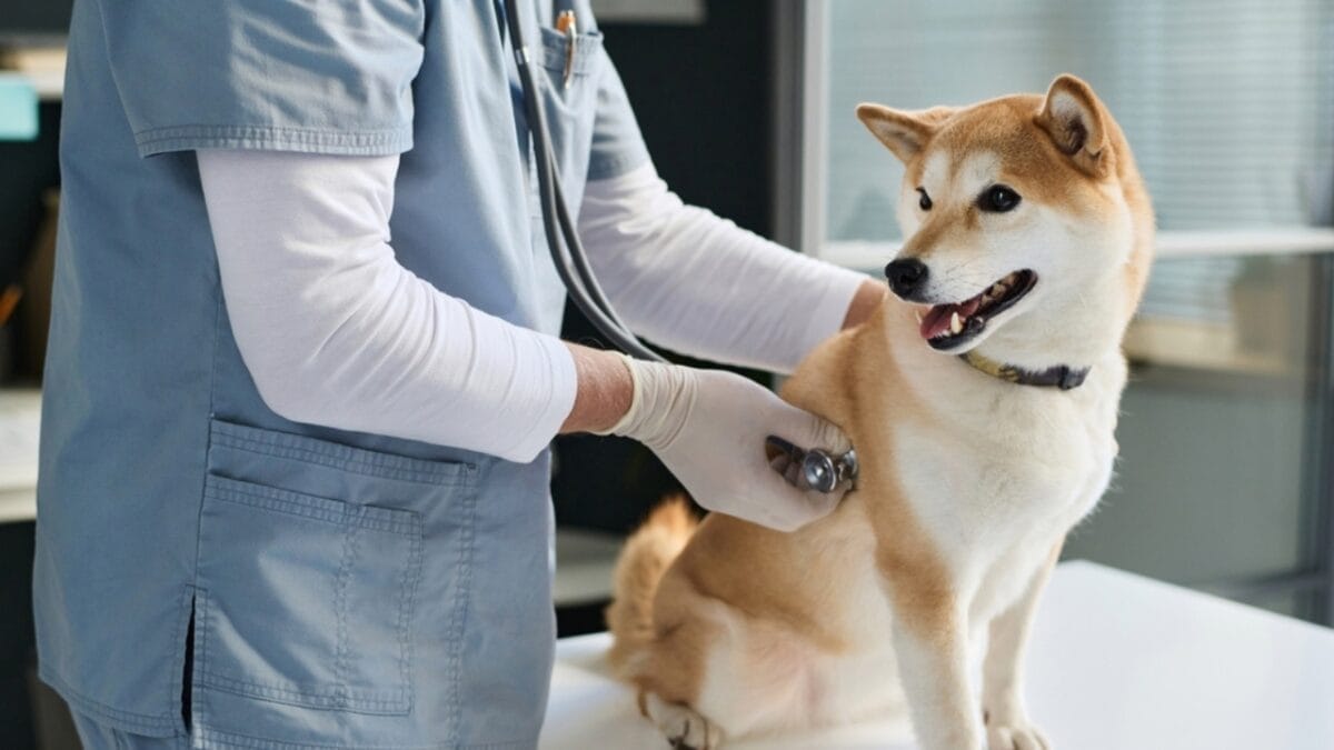 7 Shiba Inu Dog Facts to Know—Including How to Handle the Legendary "Shiba Scream" - shiba inu vet ss2404769345
