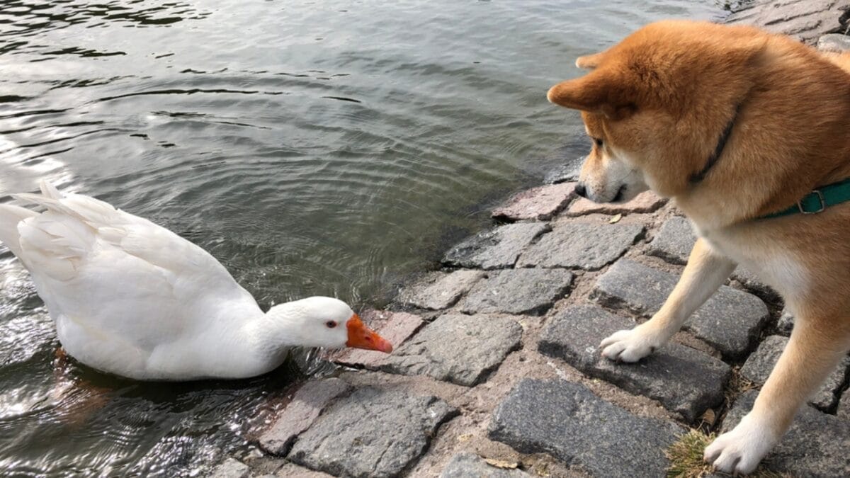 7 Shiba Inu Dog Facts to Know—Including How to Handle the Legendary "Shiba Scream" - shiba inu with duck ss1784559395
