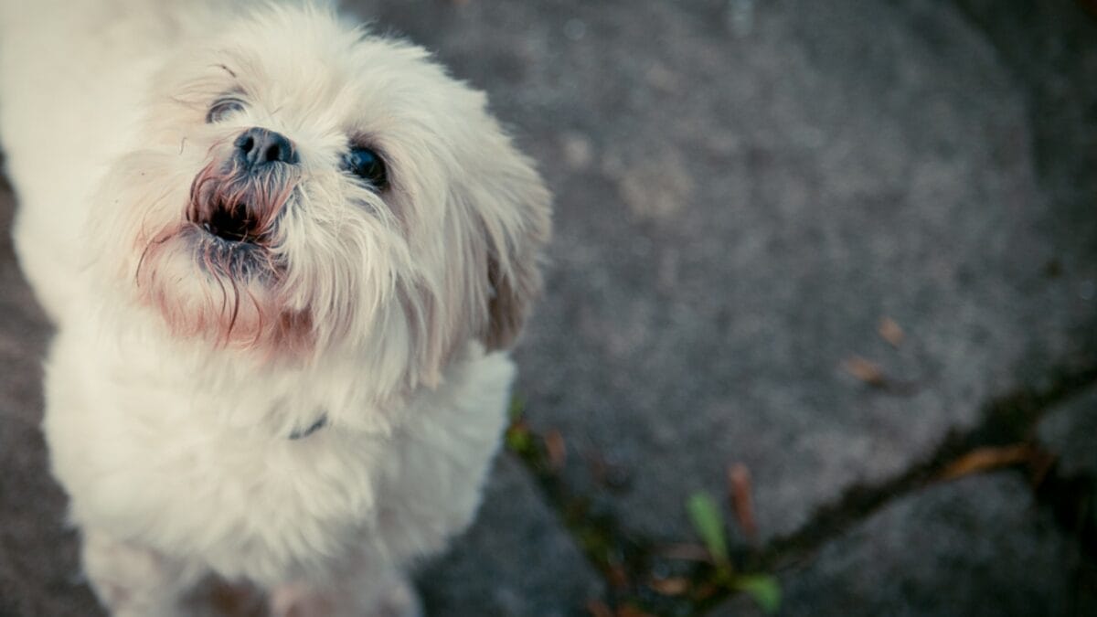 9 Shih Tzu Tips Every New Dog Parent Needs to Know 9 9 Shih Tzu Tips Every New Dog Parent Needs to Know - shih tzu dog barking ss119228530