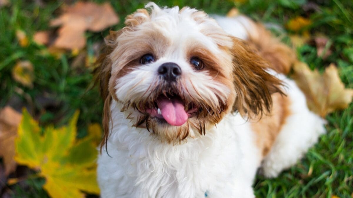 20 Dog Breeds That Lift Your Spirits & Bring Comfort on Hard Days 13 20 Dog Breeds That Lift Your Spirits & Bring Comfort on Hard Days - shih tzu dog face tongue ss1720442875