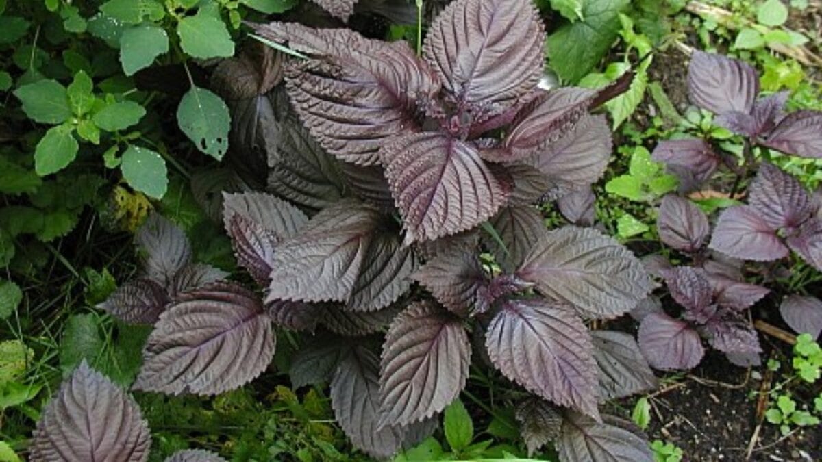 35 Shade-Loving Herbs Perfect for Your Garden 12 35 Shade-Loving Herbs Perfect for Your Garden - shiso plant wc