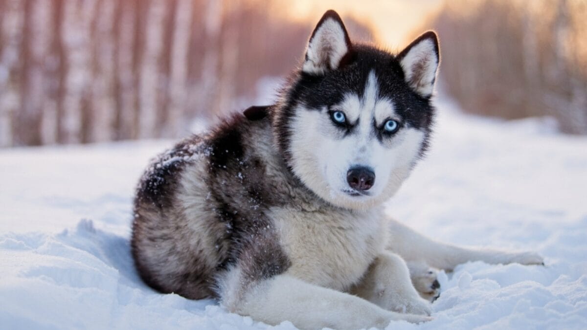 15 Dog Breeds That Love Snow More Than You Do - siberian husky coat ss2261559225