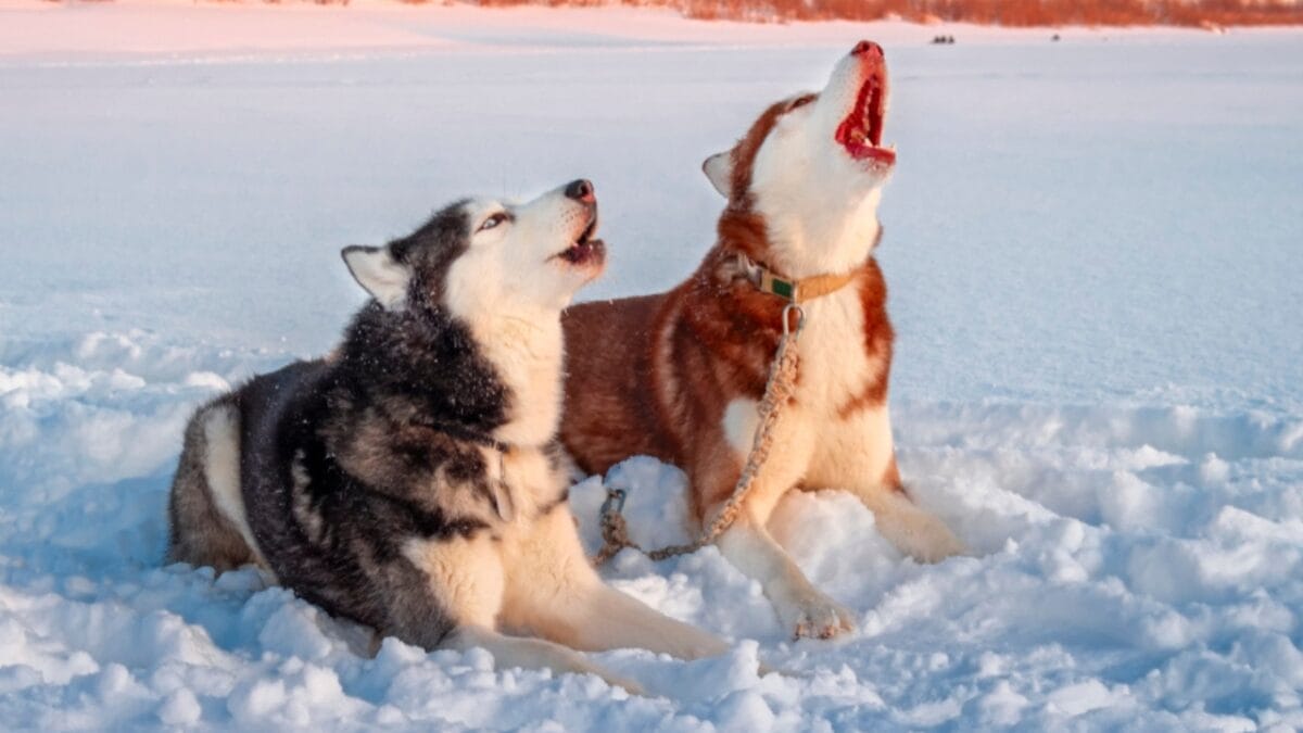 Golden Retriever Charlie's World Record-Breaking Bark & 15 Loudest Barking Breeds - siberian husky howl ss1283172985