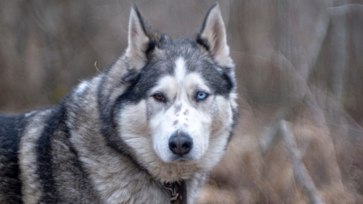 15 Dog Breeds Known for Their Unmatched Courage - siberian husky old ss2454245465