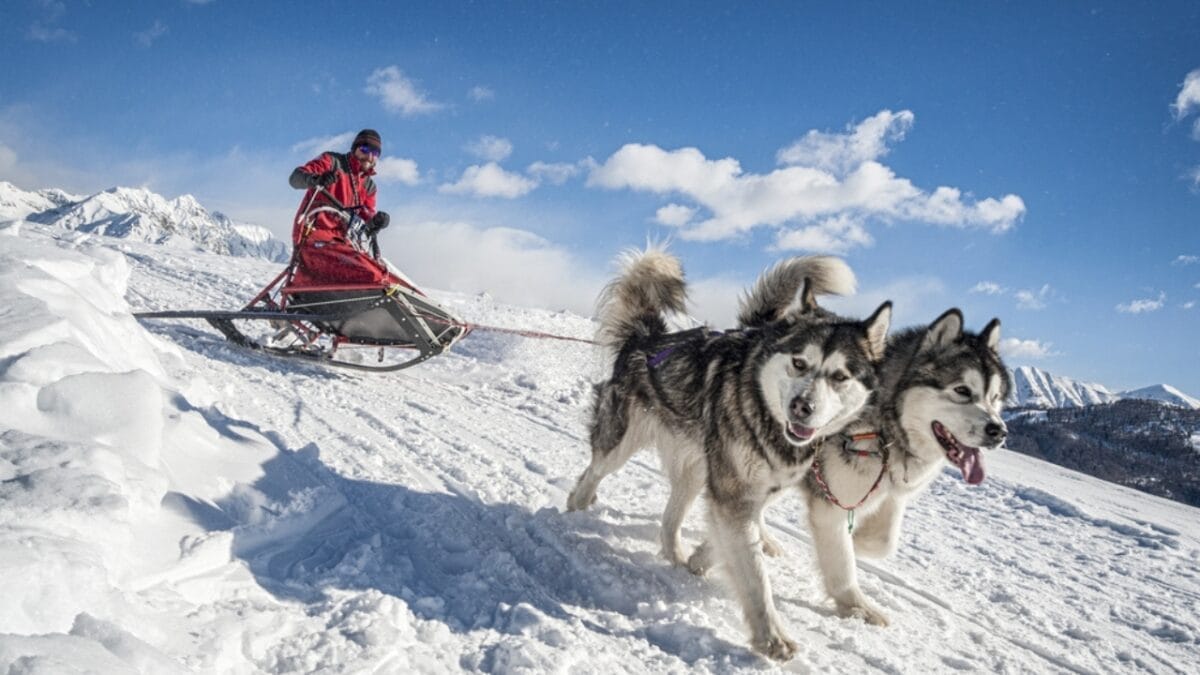 Before You Get a Husky: 13 Things That Might Make You Think Twice 6 Before You Get a Husky: 13 Things That Might Make You Think Twice - siberian husky save alaskan ss173557715