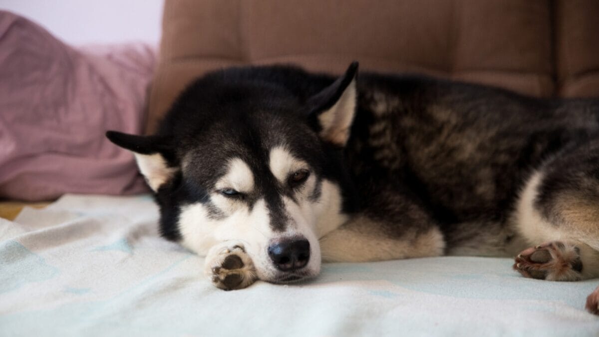 18 Breeds That Love to Take Over Your Bed Every Night - siberian husky sleeping ss1664826100