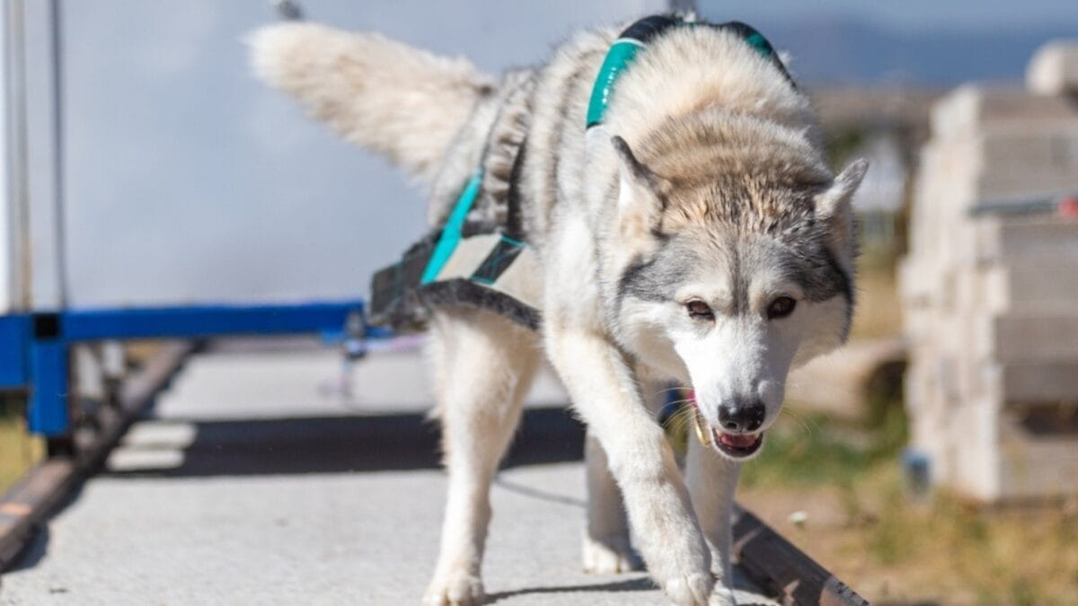 10 Reasons Why Siberian Huskies are Truly One of a Kind 11 10 Reasons Why Siberian Huskies are Truly One of a Kind - siberian husky strong ss2394555185