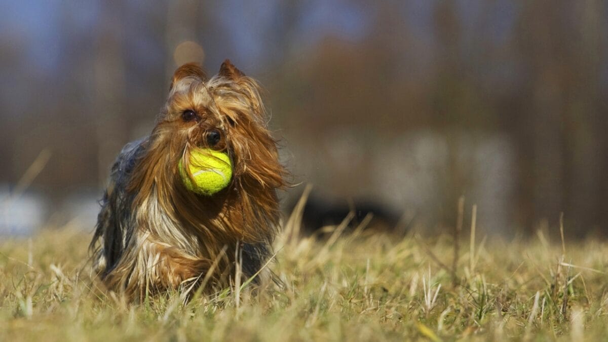 10 Shimmering Qualities That Set the Silky Terrier Dog Breed Apart 8 10 Shimmering Qualities That Set the Silky Terrier Dog Breed Apart - silky terrier dog playing ball ss104629172