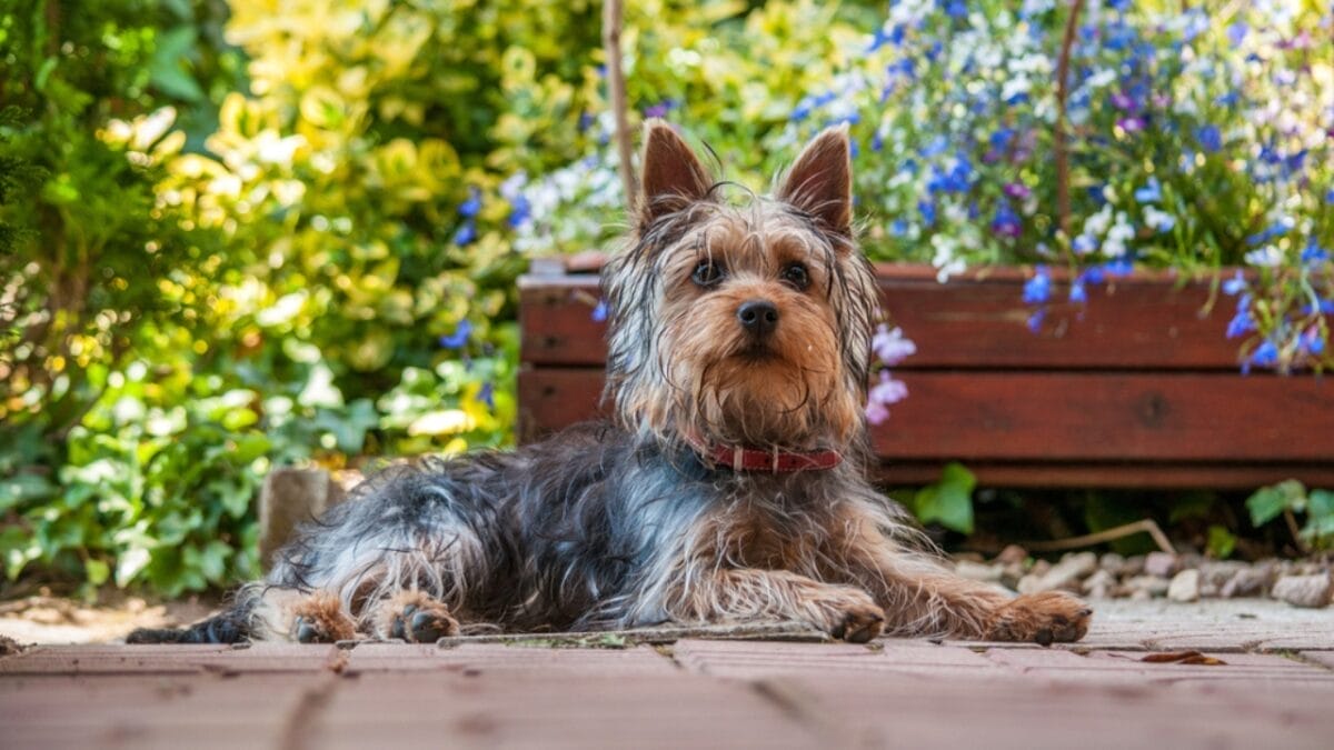 10 Shimmering Qualities That Set the Silky Terrier Dog Breed Apart 7 10 Shimmering Qualities That Set the Silky Terrier Dog Breed Apart - silky terrier dog sitting bricks ss685386031