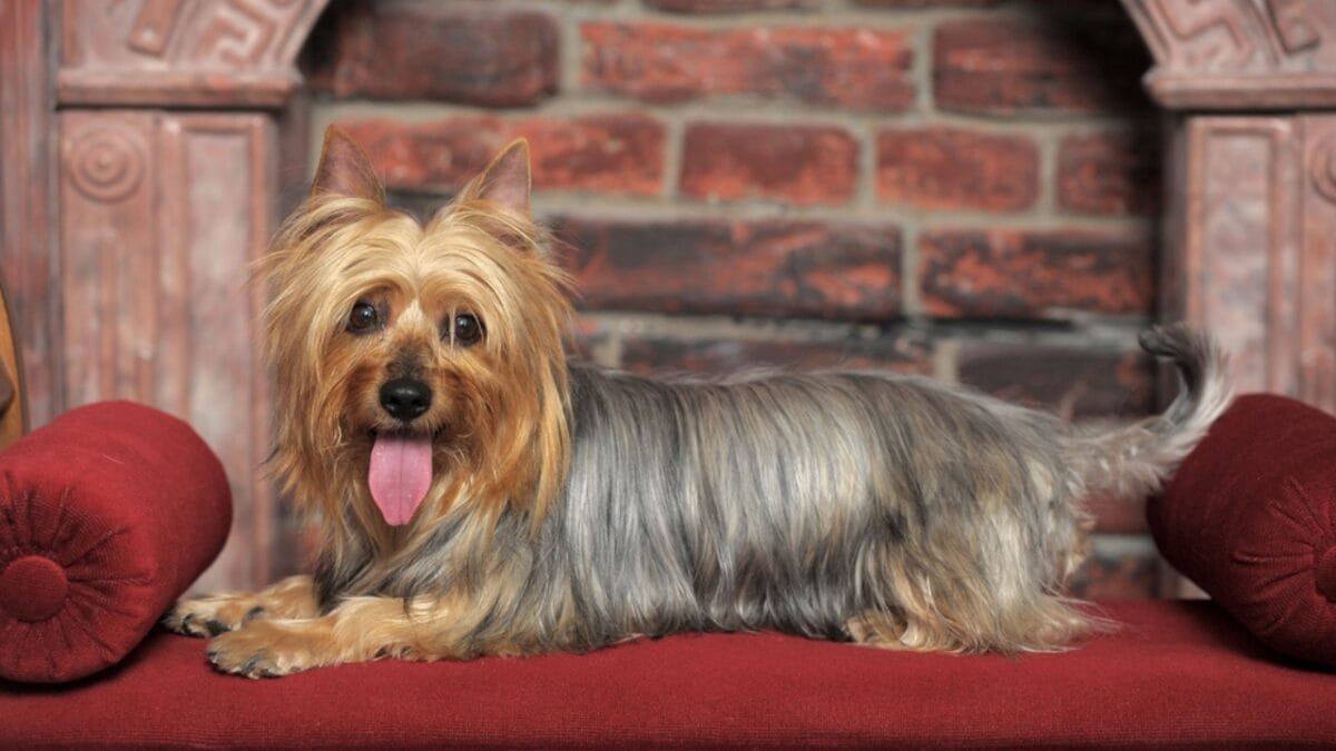 10 Shimmering Qualities That Set the Silky Terrier Dog Breed Apart 5 10 Shimmering Qualities That Set the Silky Terrier Dog Breed Apart - silky terrier dog sitting couch ss747545245
