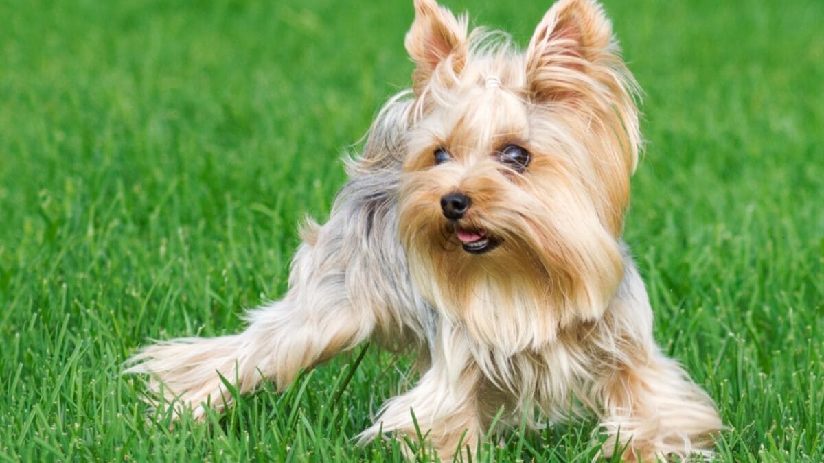 10 Shimmering Qualities That Set the Silky Terrier Dog Breed Apart 11 10 Shimmering Qualities That Set the Silky Terrier Dog Breed Apart - silky terrier dog sitting grass ss1211513833