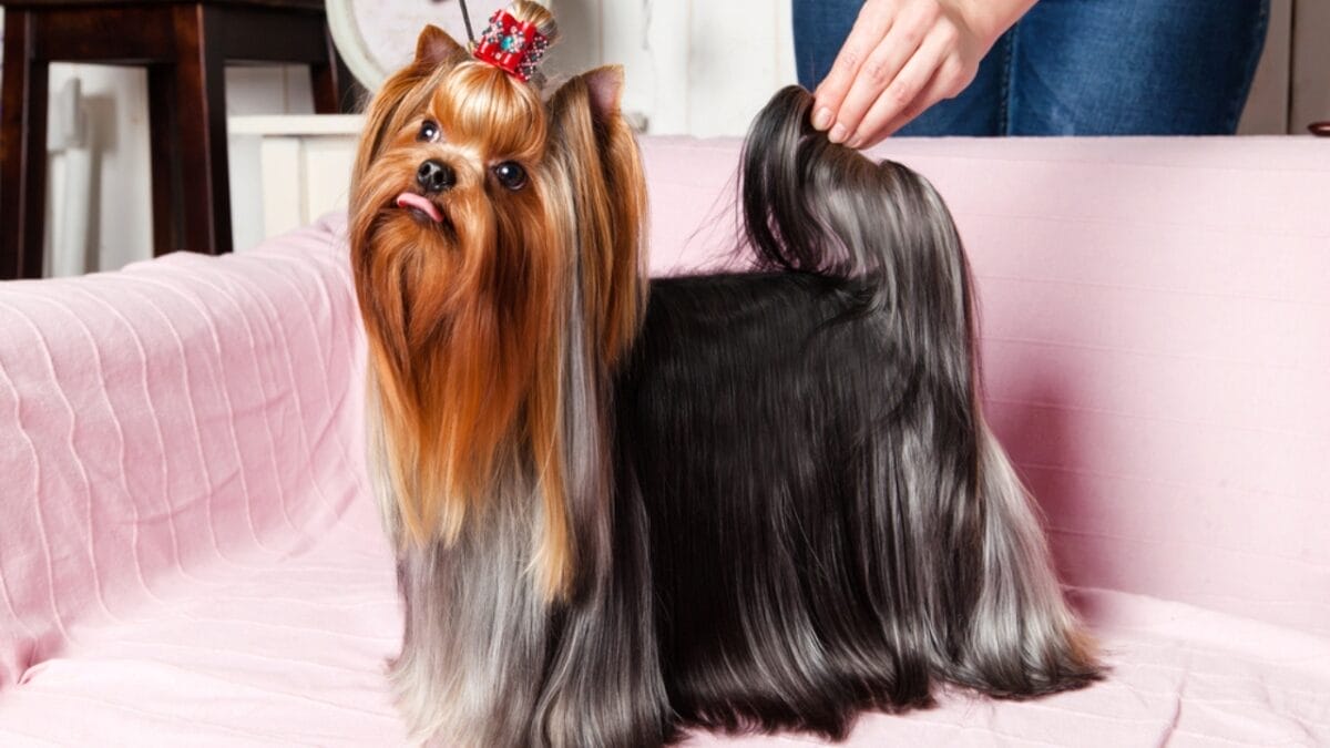 10 Shimmering Qualities That Set the Silky Terrier Dog Breed Apart 10 10 Shimmering Qualities That Set the Silky Terrier Dog Breed Apart - silky terrier dog standing couch ss271575488