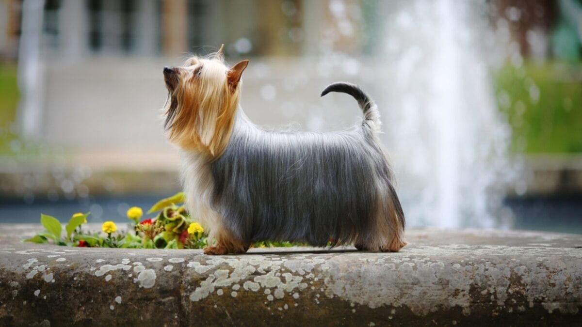 10 Shimmering Qualities That Set the Silky Terrier Dog Breed Apart 9 10 Shimmering Qualities That Set the Silky Terrier Dog Breed Apart - silky terrier dog standing well ss659962060