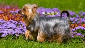 10 Shimmering Qualities That Set the Silky Terrier Dog Breed Apart 1 10 Shimmering Qualities That Set the Silky Terrier Dog Breed Apart - silky terrier dog walking flowers ss40308982