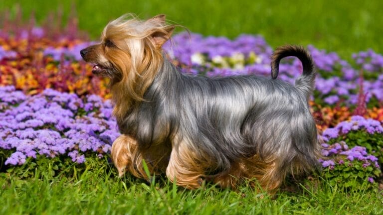 10 Shimmering Qualities That Set the Silky Terrier Dog Breed Apart 6 10 Shimmering Qualities That Set the Silky Terrier Dog Breed Apart - silky terrier dog walking flowers ss40308982