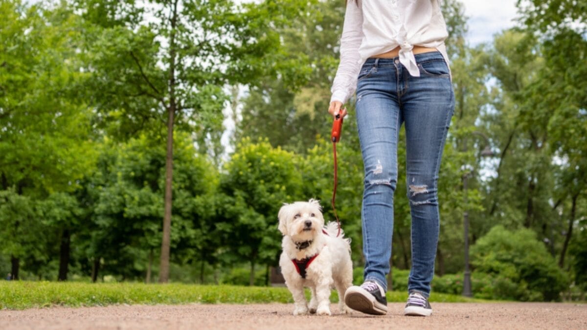 10 Shimmering Qualities That Set the Silky Terrier Dog Breed Apart 6 10 Shimmering Qualities That Set the Silky Terrier Dog Breed Apart - silky terrier dog with leash ss1777919834