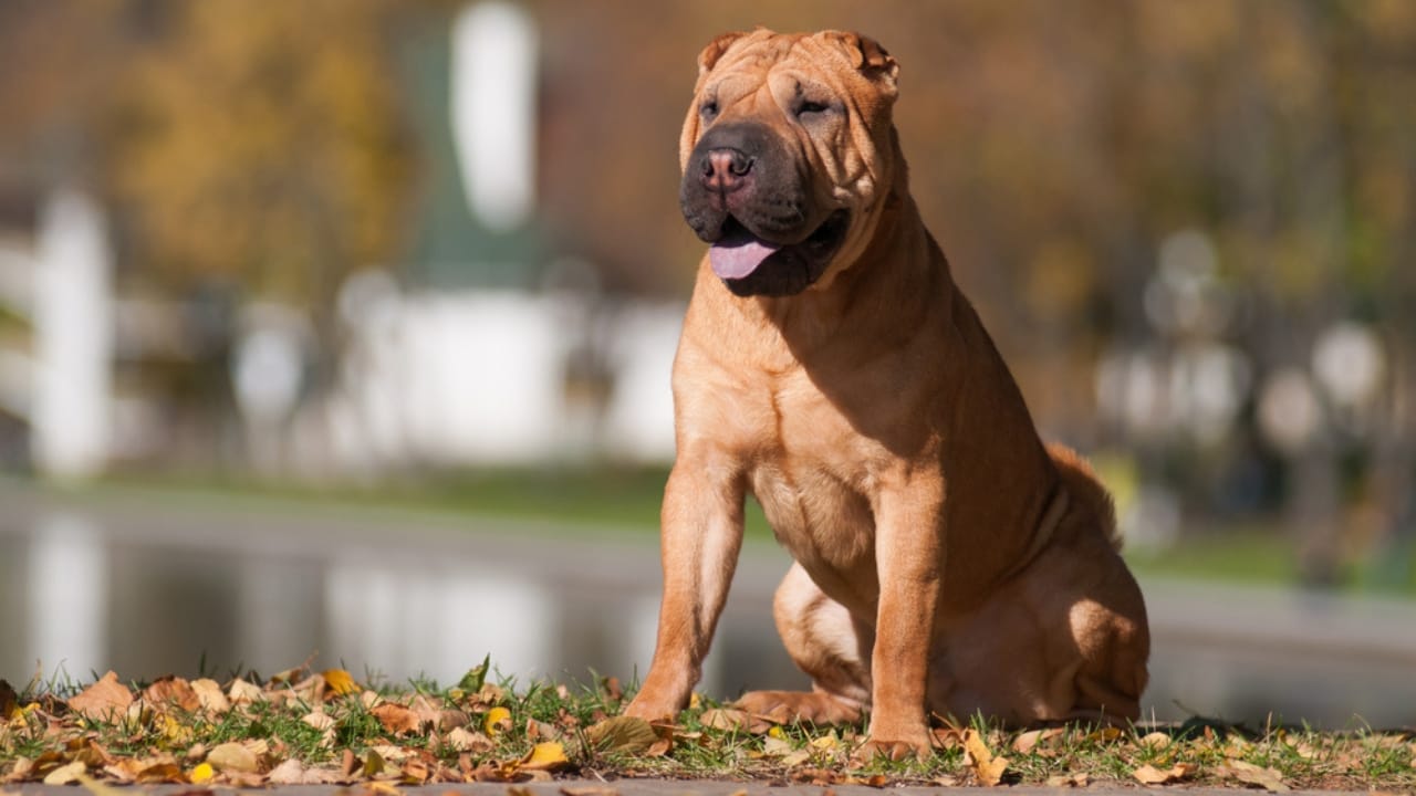 Why the Chinese Shar-Pei is More Than Just Wrinkles 2 Why the Chinese Shar-Pei is More Than Just Wrinkles - sitting chinese shar pei ss248447617