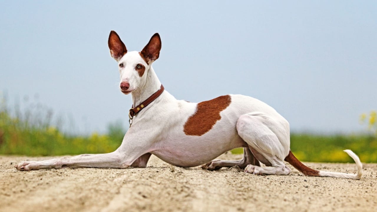 10 Reasons the Ibizan Hound is the Coolest Dog You've Never Heard Of 5 10 Reasons the Ibizan Hound is the Coolest Dog You've Never Heard Of - sitting ibizan hound ss128164727