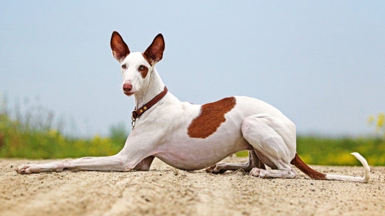 10 Reasons the Ibizan Hound is the Coolest Dog You've Never Heard Of - sitting ibizan hound ss128164727