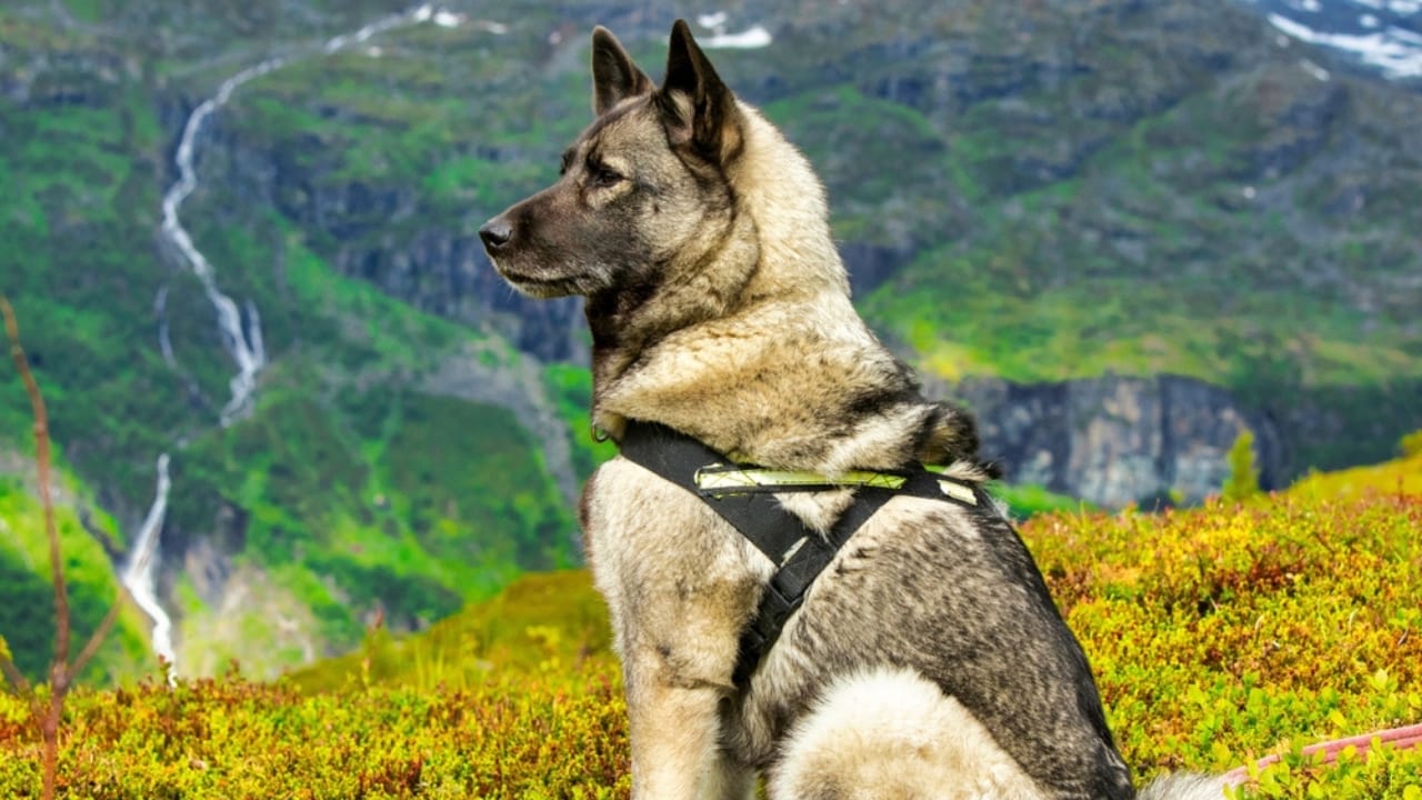 The Viking’s Best Friend: 9 Facts on Norwegian Elkhound Heritage - sitting norwegian elkhound ss2182768187