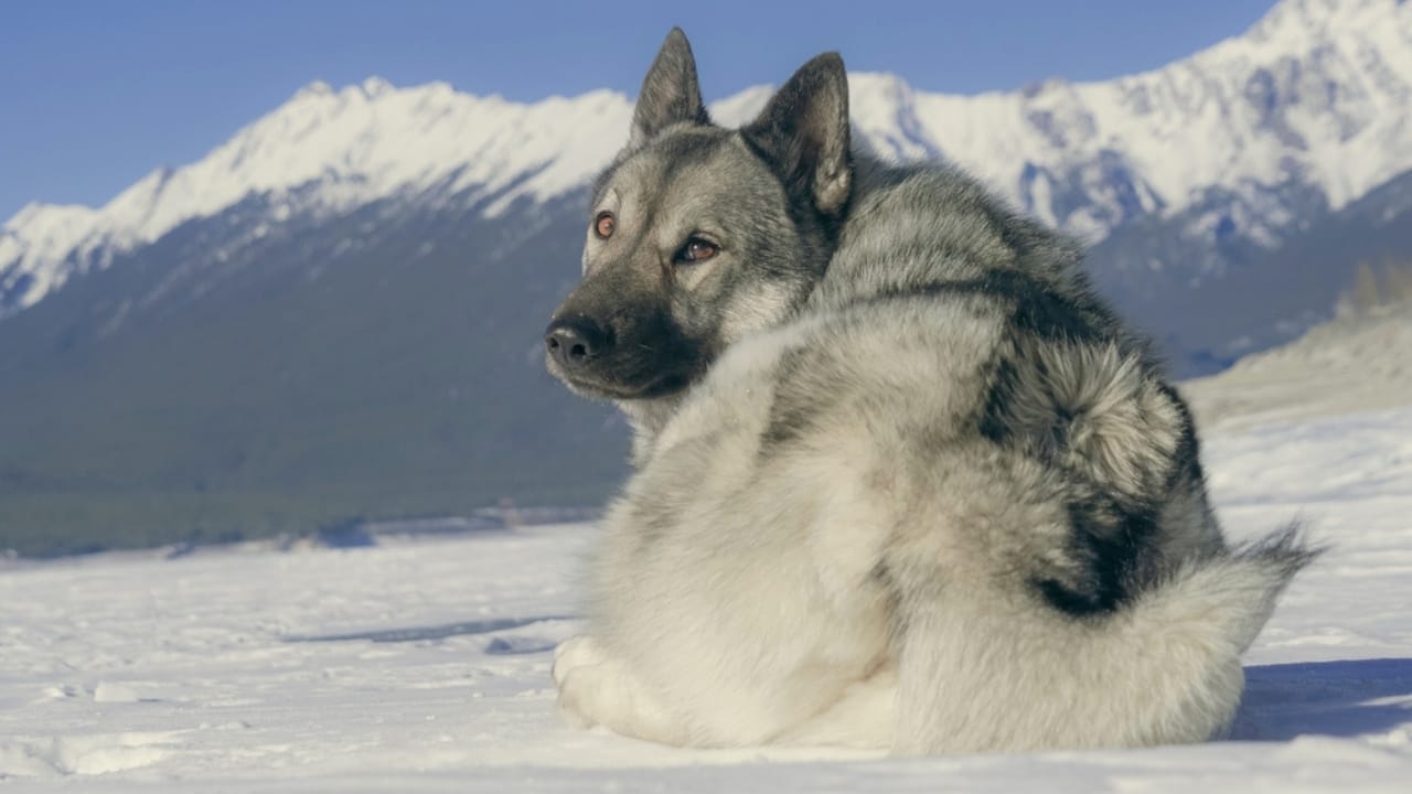 The Viking’s Best Friend: 9 Facts on Norwegian Elkhound Heritage - sitting norwegian elkhound ss2482842291