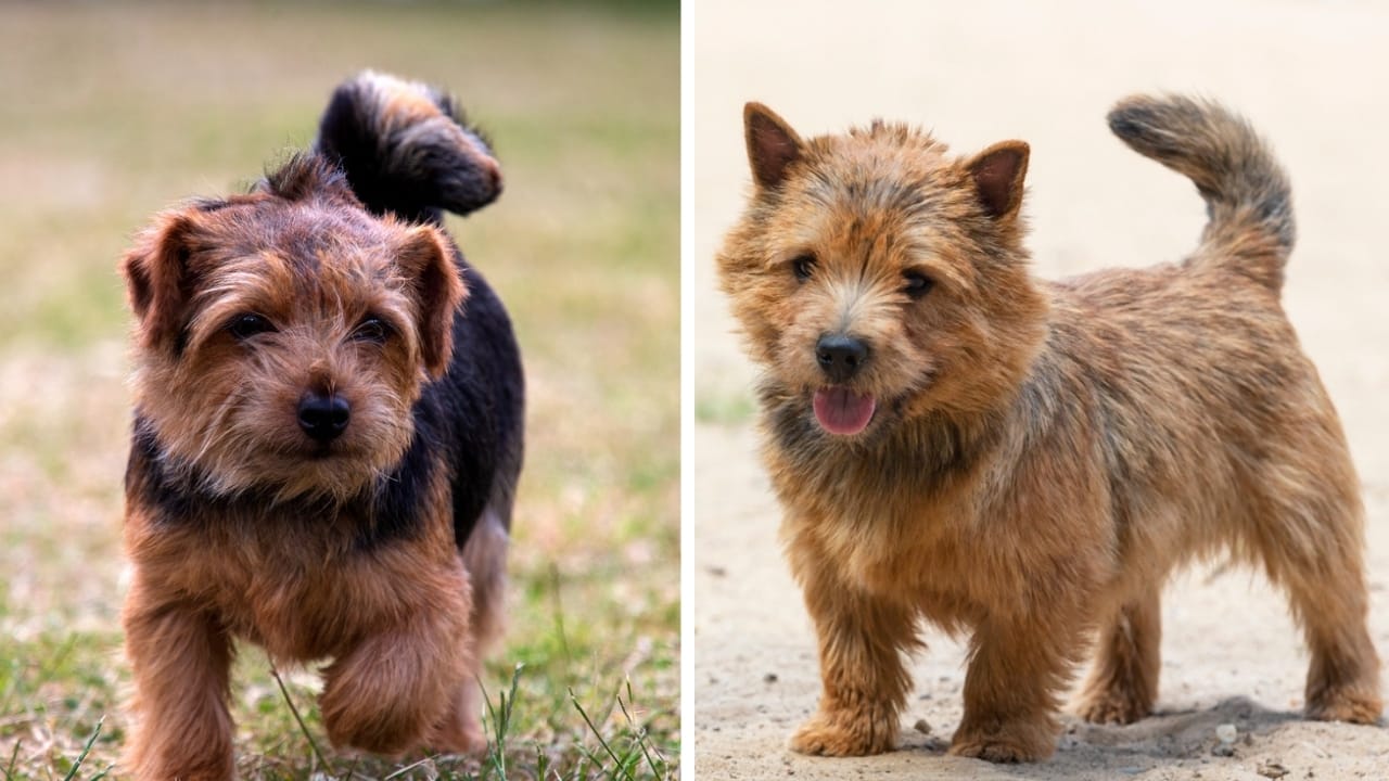 Norfolk & Norwich Terriers are More Different Than You Think - size norfolk and norwich terrier ss19345502692319957385