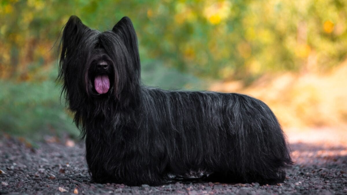 10 Dog Breeds at Risk of Extinction - How to Be Part of Their Rescue Mission 3 10 Dog Breeds at Risk of Extinction - How to Be Part of Their Rescue Mission - skye terrier dog black standing rocks ss1500600518