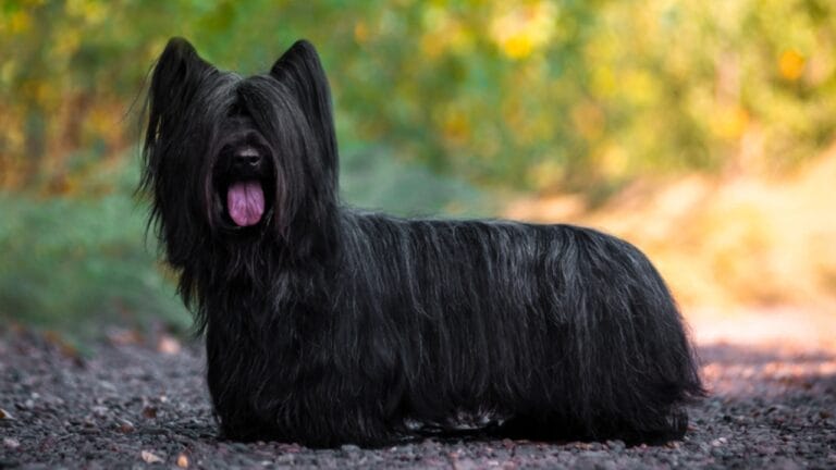 9 Skye Terrier Traits to Help You Choose the Right Dog 9 9 Skye Terrier Traits to Help You Choose the Right Dog - skye terrier dog black standing rocks ss1500600518