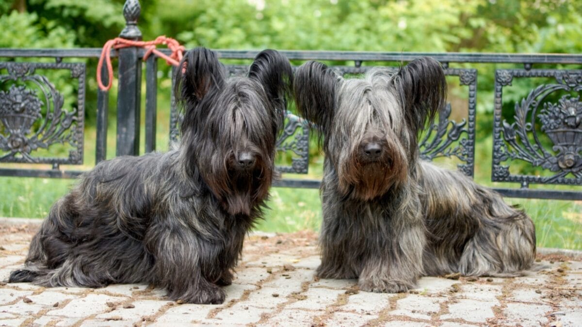 9 Skye Terrier Traits to Help You Choose the Right Dog 9 9 Skye Terrier Traits to Help You Choose the Right Dog - skye terrier dog facing front ss1865969767
