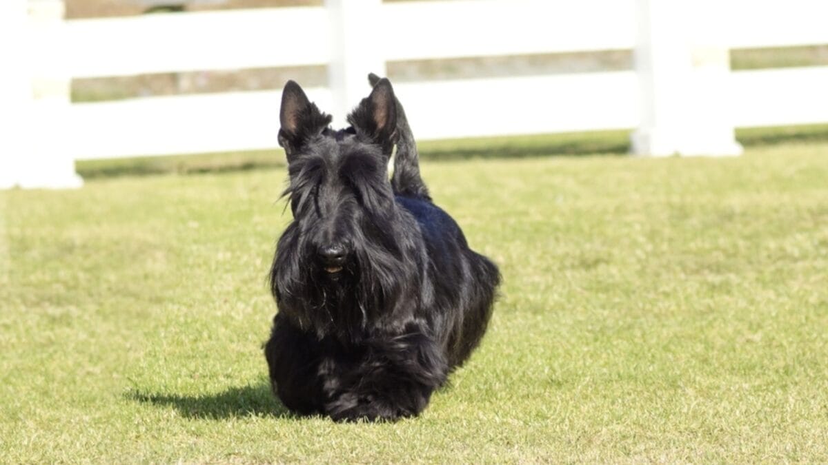 15 Overlooked Dog Breeds That are Smarter Than They Seem 12 15 Overlooked Dog Breeds That are Smarter Than They Seem - skye terrier dog running ss220364479