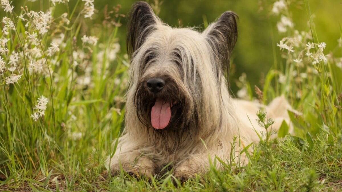 9 Skye Terrier Traits to Help You Choose the Right Dog 8 9 Skye Terrier Traits to Help You Choose the Right Dog - skye terrier dog sitting grass face ss1757501417