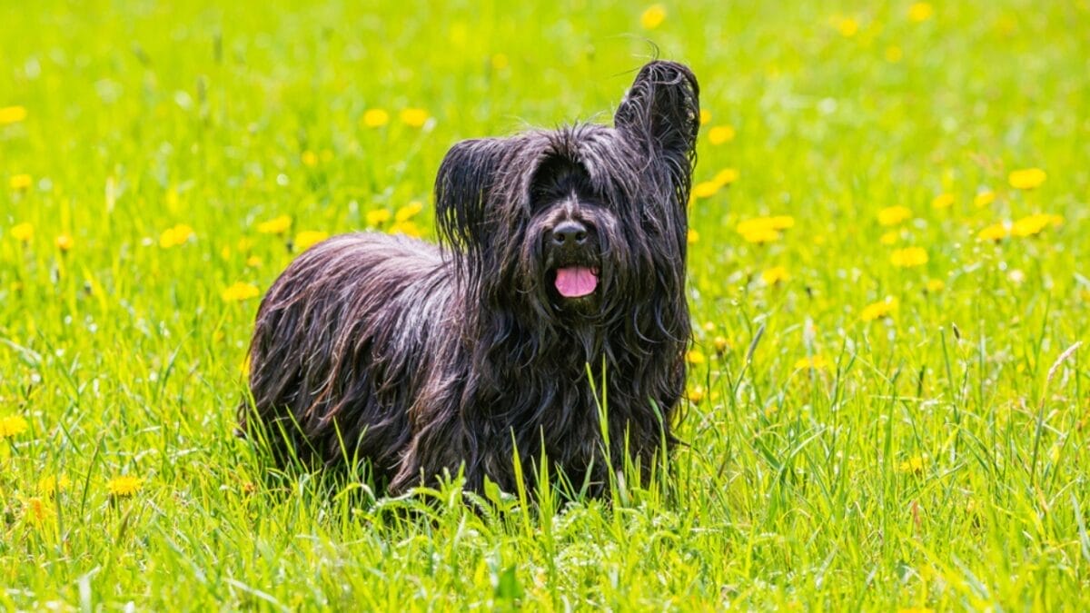 9 Skye Terrier Traits to Help You Choose the Right Dog 7 9 Skye Terrier Traits to Help You Choose the Right Dog - skye terrier dog standing grass ss2017372625