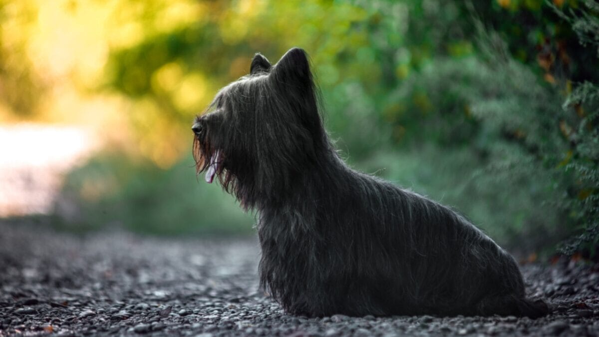9 Skye Terrier Traits to Help You Choose the Right Dog 3 9 Skye Terrier Traits to Help You Choose the Right Dog - skye terrier dog standing side ss1500600521