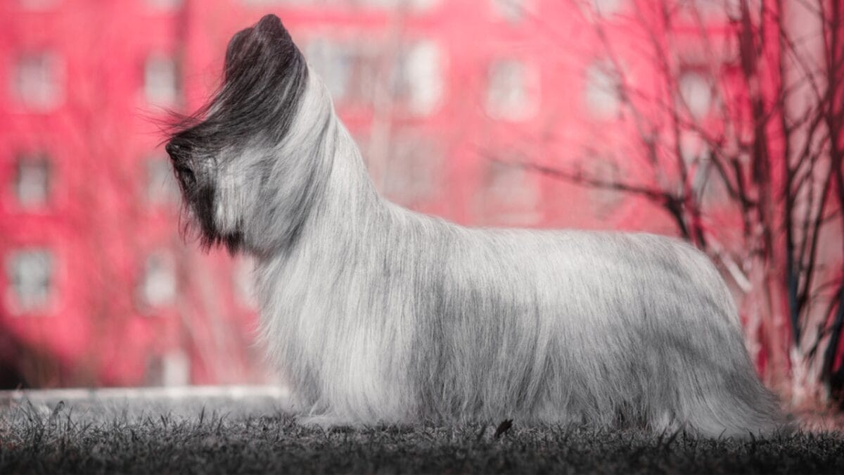 9 Skye Terrier Traits to Help You Choose the Right Dog 2 9 Skye Terrier Traits to Help You Choose the Right Dog - skye terrier dog standing white building ss1708975057