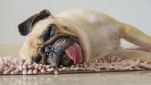 20 Adorable Dog Breeds Famous for Their Snoring 1 20 Adorable Dog Breeds Famous for Their Snoring - sleeping pug ss347821388