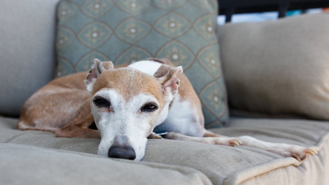 10 Remarkable Traits That Make Italian Greyhounds More Than Just Elegant Pets 7 10 Remarkable Traits That Make Italian Greyhounds More Than Just Elegant Pets - sleepy italian greyhound ss425313739