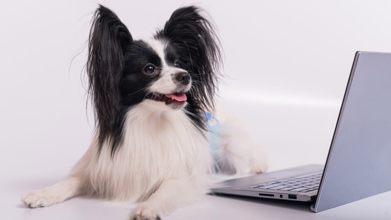 10 Papillon Dog Facts Every Pet Lover Should Know 5 10 Papillon Dog Facts Every Pet Lover Should Know - smart papillon dog ss1932479504