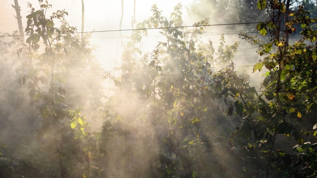 18 Brilliant Ways to Banish Groundhogs from Your Garden 16 18 Brilliant Ways to Banish Groundhogs from Your Garden - smoke from burning plants2054965109