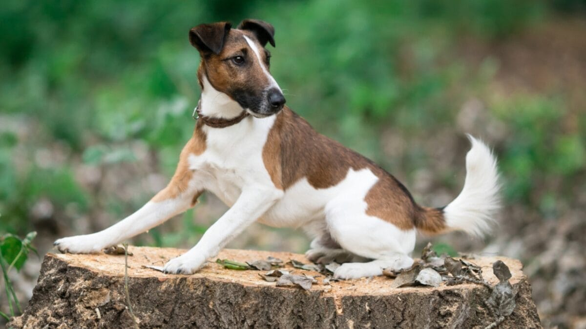 10 Energetic Traits That Make the Smooth Fox Terrier Stand Out 3 10 Energetic Traits That Make the Smooth Fox Terrier Stand Out - smooth fox terrier in tree ss1142225075