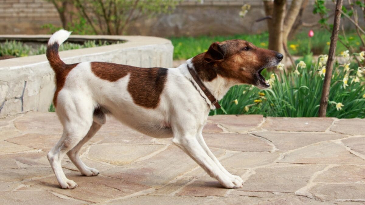 Golden Retriever Charlie's World Record-Breaking Bark & 15 Loudest Barking Breeds - smooth fox terrier nuisance ss1767111815