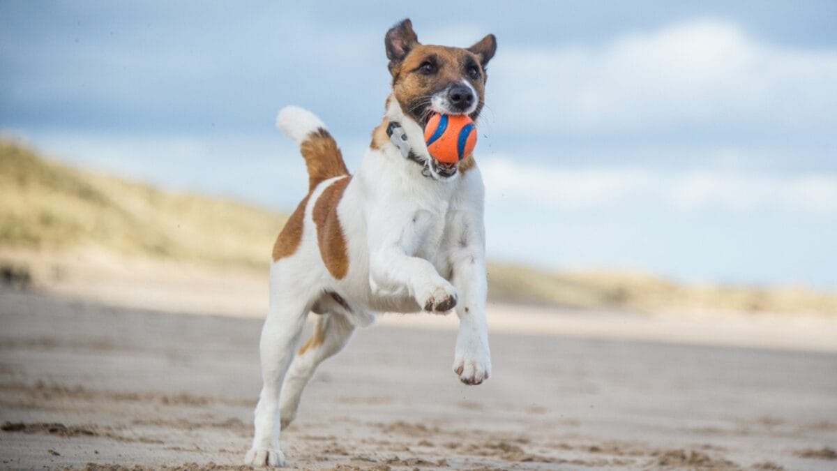 10 Energetic Traits That Make the Smooth Fox Terrier Stand Out 2 10 Energetic Traits That Make the Smooth Fox Terrier Stand Out - smooth fox terrier playful ss282084614