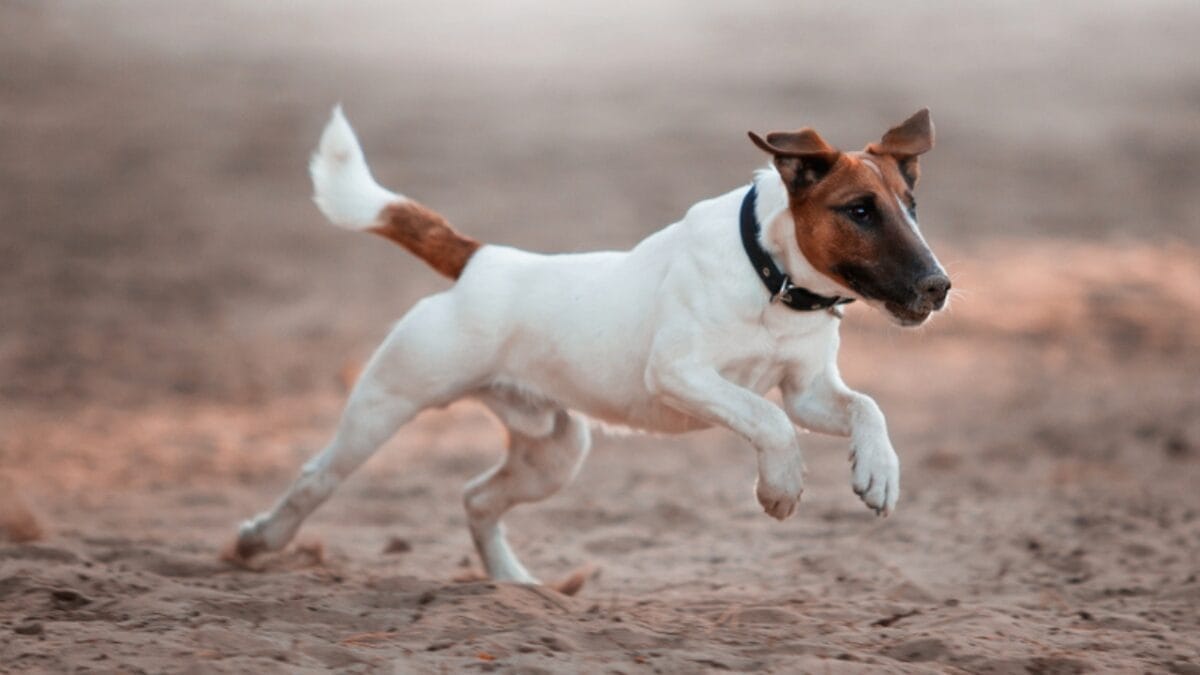 10 Energetic Traits That Make the Smooth Fox Terrier Stand Out 5 10 Energetic Traits That Make the Smooth Fox Terrier Stand Out - smooth fox terrier running ss1234274281