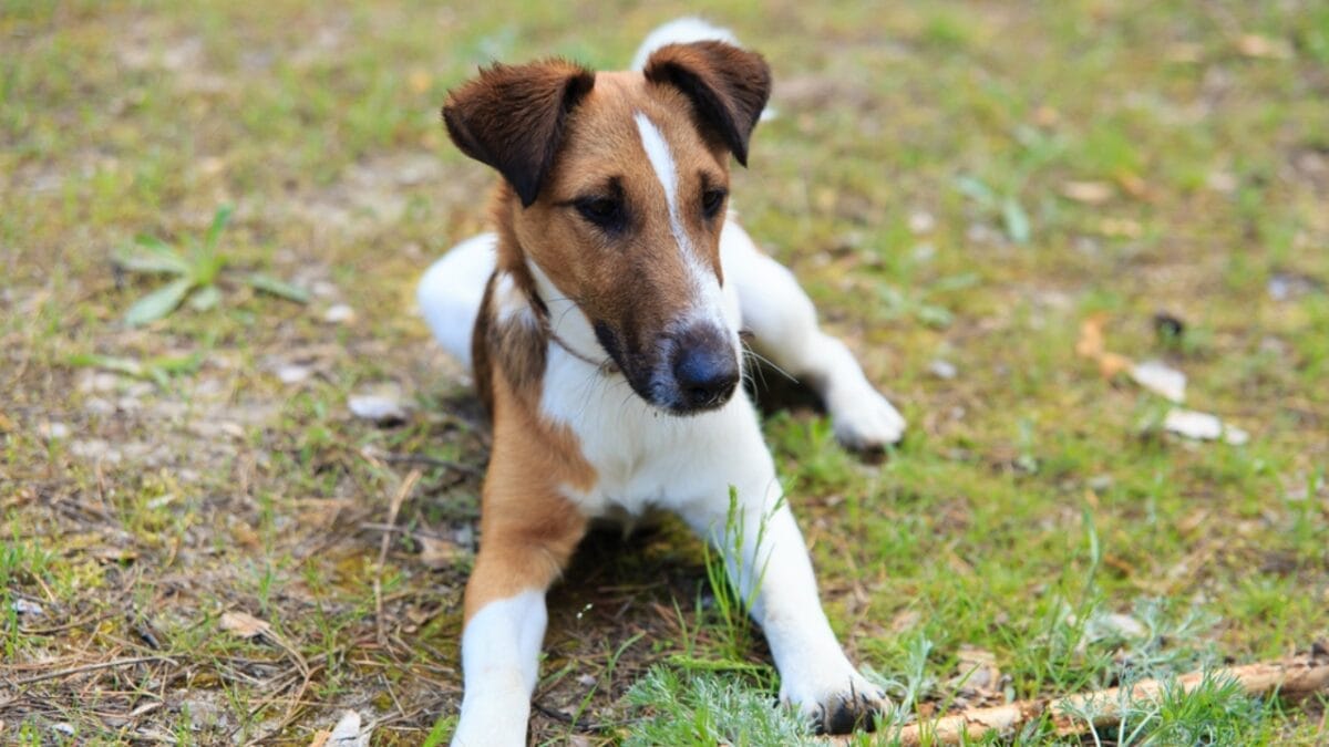 10 Energetic Traits That Make the Smooth Fox Terrier Stand Out 9 10 Energetic Traits That Make the Smooth Fox Terrier Stand Out - smooth fox terrier smell ss419395390