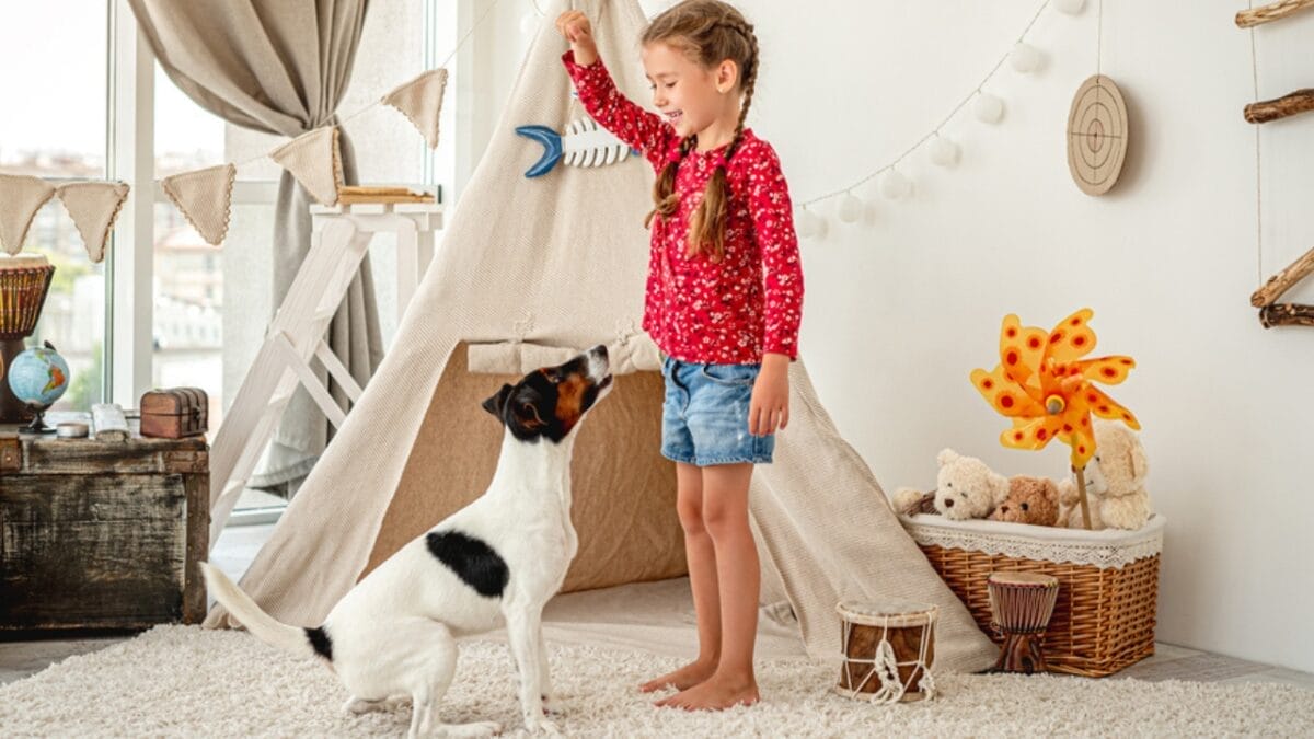 10 Energetic Traits That Make the Smooth Fox Terrier Stand Out 4 10 Energetic Traits That Make the Smooth Fox Terrier Stand Out - smooth fox terrier training ss1832092384